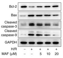 Cleaved-Caspase 9 (Asp353) Antibody - Figure 3
Effect of MAF on apoptosis induced by H/R.