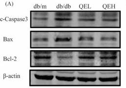 Bcl-2 Antibody - Figure 2
Quercetin inhibited cell apoptosis in the pancreas of T2DM mice

(A) Bands of c-Caspase3, Bax, and Bcl-2 by western blotting in the pancreas of mice.