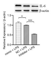 IL6 Antibody - Figure 5
Bovine miR-125b regulates the expression of NF-κB, TNF-α and IL-6 in LPS-induced MAC-T cells.