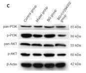 PI3K p85 alpha Antibody - Figure 6
Effect of BG on PI3K/Akt signaling with respect to restoring the blood-spinal cord barrier and to anti-apoptosis in SH-SY5Y cells.