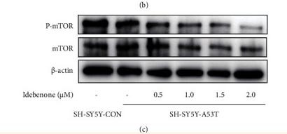 mTOR Antibody - Figure 7
The effect of Idebenone on the AKT-mTOR pathway.