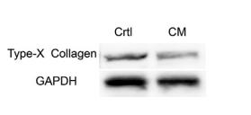 GAPDH Antibody - Figure 2.