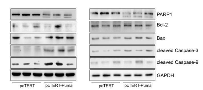 PARP1 Antibody - Figure 6.
