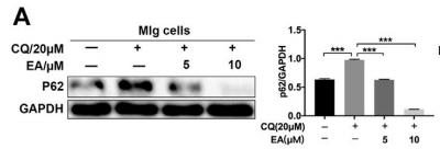 GAPDH Antibody - FIGURE 4 | Ellagic acid promotes pulmonary fibroblast autophagy mainly via inhibiting Wnt-mTOR signaling pathway (A,B) Mlg cells were exposed to CQ (20 µM) and Baf A1 (100 nM) with or without Ellagic acid (5 µM, 10 µM) to analyze the p62 expression level by using western blot.