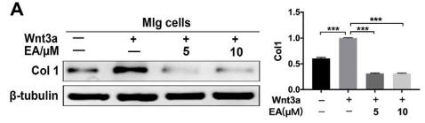 Collagen I Antibody - FIGURE 3 | Ellagic acid decreases Wnt3a-induced pulmonary fibroblasts activation and ECM accumulation (A,B) Mlg and NaCl-PPF cells were exposed to Wnt3a(100 ng/ml) and/or Ellagic acid (5 µM, 10 µM) 24 h to detect expression level of Col1 by using Western blot.