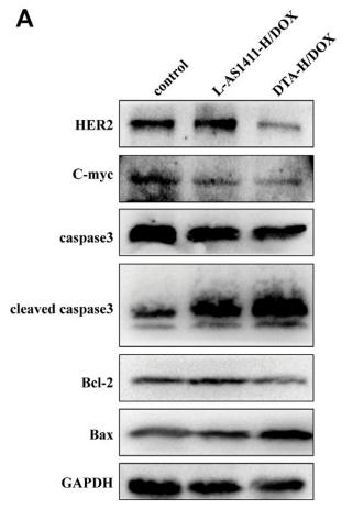 Bcl-2 Antibody - FIGURE 4 | Therapeutic effect in vitro of DNA hydrogel loaded with DOX.