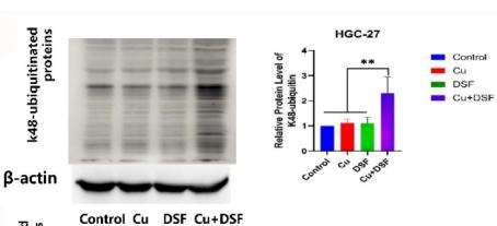 beta Actin Antibody - Figure 5.