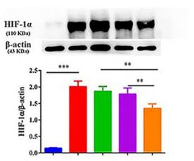 beta Actin Antibody - Figure 4.