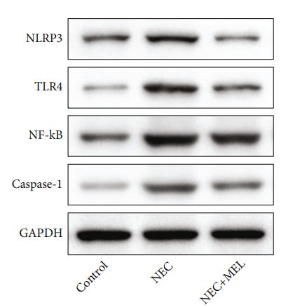 Caspase 1 Antibody - Figure 6: |MEL attenuated the protein levels of NLRP3, TLR4, NF-κB, and caspase-1 of the terminal ileum tissues in NEC mice.