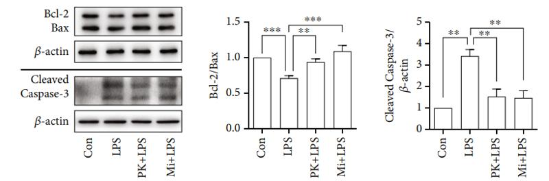 Bcl-2 Antibody - Figure 4:| Anti-inflammatory effects of PK11195 and Midazolam on LPS-activated BV-2 cells protected NSC34 neuronal cells from cytotoxicity and provided neuroprotective effect against the NSC34 neuronal cell apoptosis.