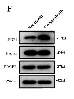 beta Actin Antibody - Fig.