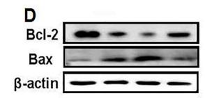 Bcl-2 Antibody - Fig.
