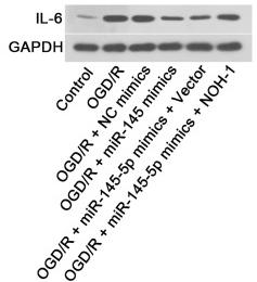 IL6 Antibody - Fig.