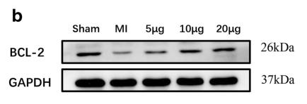 Bcl-2 Antibody - Fig.