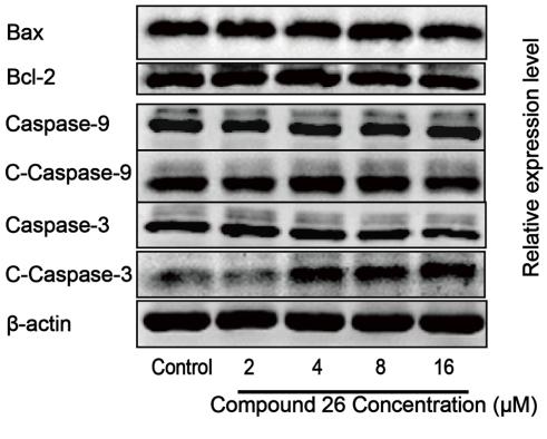 Bcl-2 Antibody - Fig.