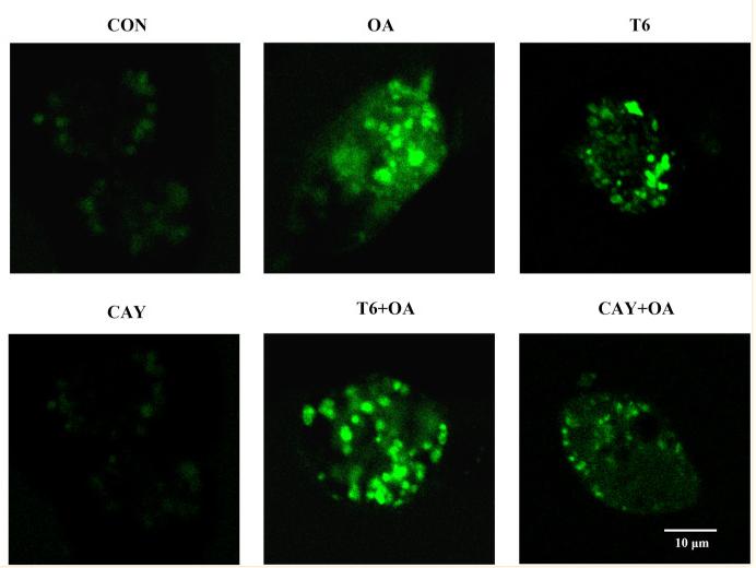 SirT1 Antibody - Fig.