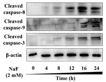 Cleaved-Caspase 9 (Asp353) Antibody - Fig.