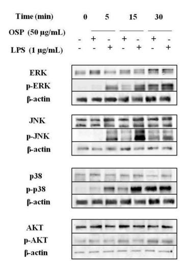 Phospho-AKT1/2/3 (Ser473) Antibody - Fig.