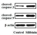 Cleaved-Caspase 9 (Asp353) Antibody - FIGURE 4
Silibinin inhibited the growth and promoted the apoptosis of LA795 cells.