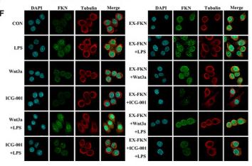 Tubulin alpha Antibody - FIGURE 1
FKN positively interacted with Wnt/β‐catenin signalling pathway in J774A.