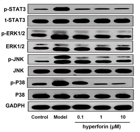 ERK1/2 Antibody - Figure 8
Hyperforin inhibits phosphorylation of MAPK and STAT3 pathway components in in vitro cultured γδ T cells.