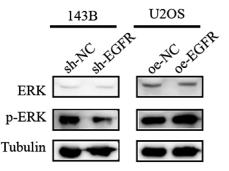 ERK1/2 Antibody - Figure 4.