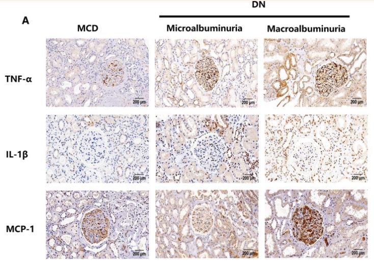 TNF alpha Antibody - Fig.