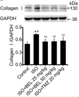 Collagen I Antibody - FIGURE 2
BEL ameliorates ISO-induced mouse myocardial fibrosis (A) HE staining to detect morphological changes; Masson trichrome staining to detect cardiac collagen deposition (B–D) Western blotting detection of collagen Ⅰ, collagen Ⅲ, and α-smooth muscle actin (α-SMA).