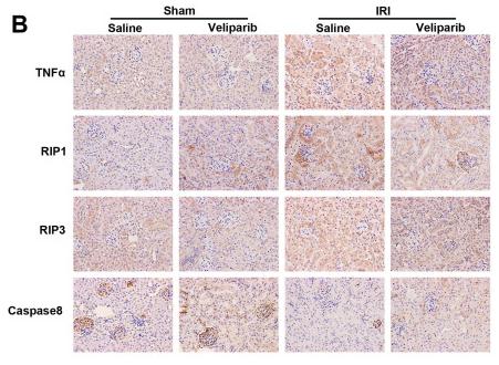 TNF alpha Antibody - Figure 6
PARP1 inhibitor attenuates renal ischemia-reperfusion injury.