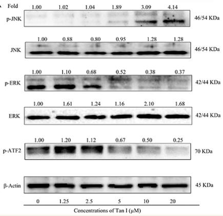 ERK1/2 Antibody - Figure 3
Effect of Tan I on the activities of JNK and ERK signaling pathways at different concentrations.