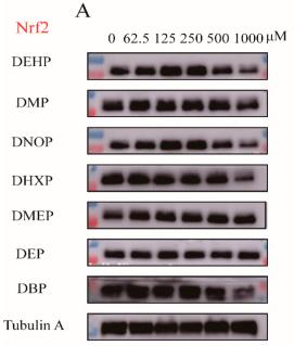 Tubulin alpha Antibody - Figure 2
The influence of PAEs on cell Nrf2 content.