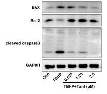 Bcl-2 Antibody - FIGURE 1
Tan I inhibits oxidative stress and oxidative stress–induced H9C2 cell apoptosis.