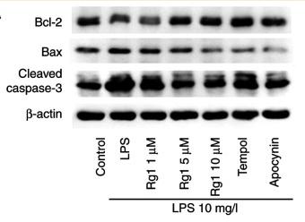 Bcl-2 Antibody - Figure 6
Effects of Rg1 on the expression levels of Bax, Bcl-2 and cleaved-caspase-3 in LPS-induced HT22 cells determined by western blotting.