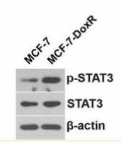 STAT3 Antibody - Figure 1.