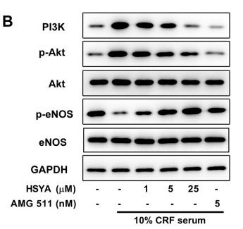 PI3K p85 alpha Antibody - Figure 4
HSYA inactivates PI3K/Akt signaling and enhances NO production.