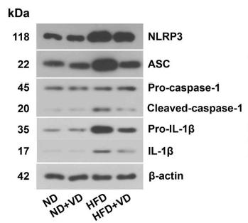IL1 beta Antibody - Fig.