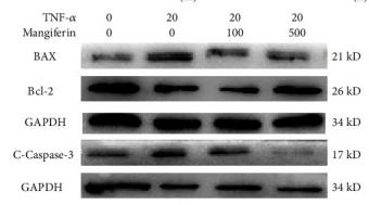 Bcl-2 Antibody - Figure 3
Mangiferin alleviated TNF-α-induced mitochondrial dysfunction, oxidative stress, and apoptosis in HNPCs.