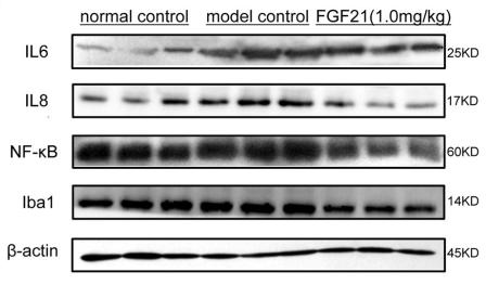 NF-kB p65 Antibody - Fig.
