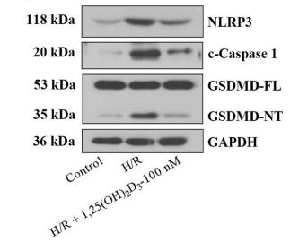 Cleaved-Caspase 1 (Asp296), p20 Antibody - Fig.