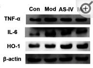 TNF alpha Antibody - Figure 5.