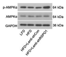 AMPK alpha Antibody - Fig.
