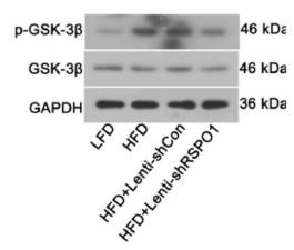 Phospho-GSK3 beta (Ser9) Antibody - Fig.