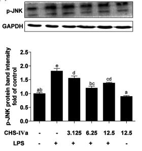 Phospho-JNK1/2/3 (Thr183+Tyr185) Antibody - Figure 5: Effects of CHS-IVa on MAPK signaling activation in RAW264.