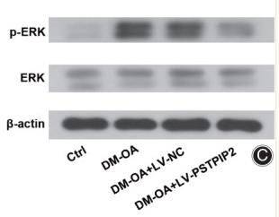 ERK1/2 Antibody - Fig.
