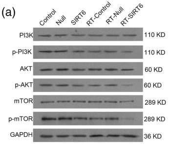 Phospho-mTOR (Ser2448) Antibody - FIGURE 5 Inhibition of PI3K/Akt/mTOR signaling pathway of NSCLC cells by SIRT6 overexpression and radiation therapy.
