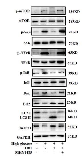 NF-kB p65 Antibody - Fig.