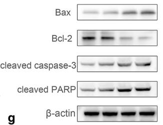 Bcl-2 Antibody - Fig.