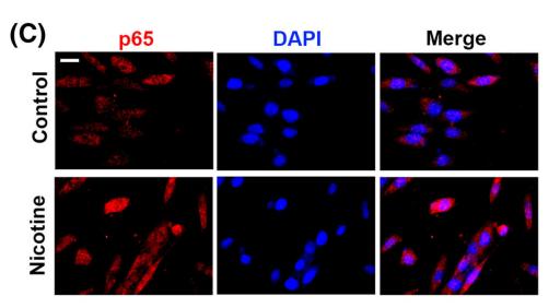 NF-kB p65 Antibody - FIGURE 2 Nicotine aggravates inflammation, oxidative stress and endoplasmic reticulum stress of cochlear hair cells.