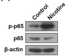 NF-kB p65 Antibody - FIGURE 2 Nicotine aggravates inflammation, oxidative stress and endoplasmic reticulum stress of cochlear hair cells.