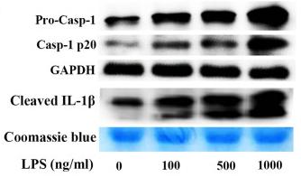 Cleaved-IL-1 beta (Asp116) Antibody - Figure 2
LPS induces pyroptosis by increasing intracellular reactive oxygen species levels and activating NLRP3 inflammasome.